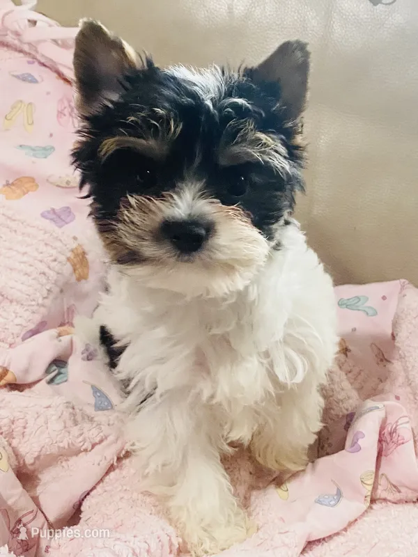 AKC Biewer (Pink Collar)