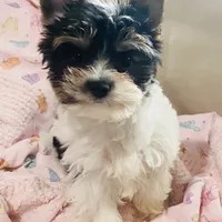 AKC Biewer (Pink Collar), a female Silky Terrier and Biewer for sale in Fresno, CA – Photo 1 of 7