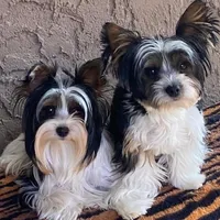 AKC Biewer (Pink Collar), a female Silky Terrier and Biewer for sale in Fresno, CA – Photo 4 of 7