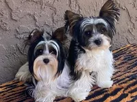 AKC Biewer (Pink Collar), a female Silky Terrier and Biewer for sale in Fresno, CA – Photo 4 of 7