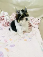 What a great discovery (Female), a female Yorkshire Terrier and Biewer for sale in Fresno, CA – 4 of 10