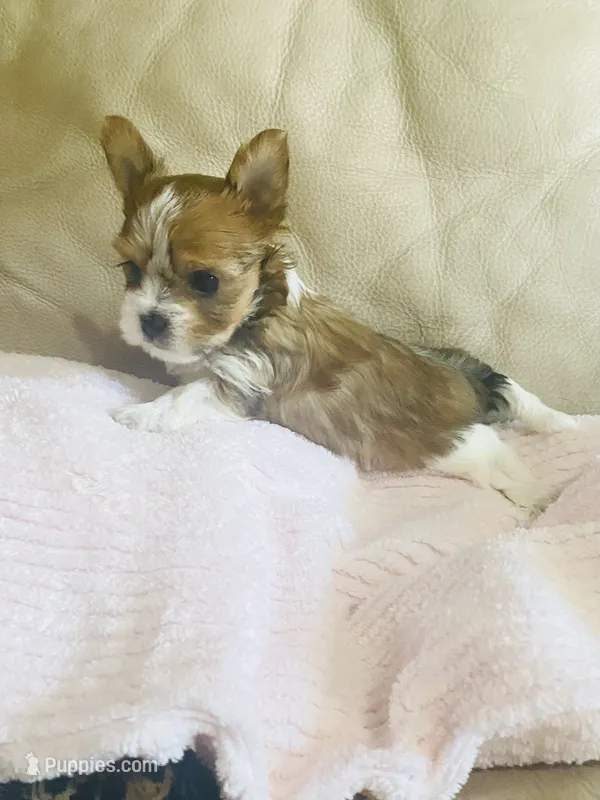 Lavender Collar, Little Miss Priss – Yorkshire Terrier, Biewer puppy for sale in Fresno, CA