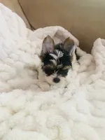 Green Collar Male, Parti Yorkie/Biewer Mix, a male Yorkshire Terrier and Biewer for sale in Fresno, CA – 4 of 8