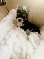 Blue Collar Male/ Parti Yorkie/Biewer Mix, a male Yorkshire Terrier and Biewer for sale in Fresno, CA – 2 of 8