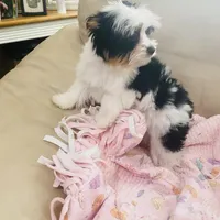 AKC Biewer Terrier, a male Biewer for sale in Fresno, CA – Photo 7 of 8