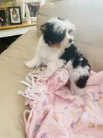 AKC Biewer Terrier, a male Biewer for sale in Fresno, CA – Photo 7 of 8