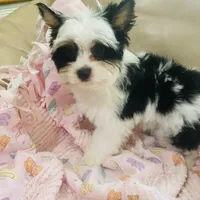 AKC Biewer Terrier, a male Biewer for sale in Fresno, CA – Photo 6 of 8