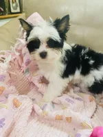 AKC Biewer Terrier, a male Biewer for sale in Fresno, CA – Photo 6 of 8