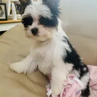 AKC Biewer Terrier, a male Biewer for sale in Fresno, CA – Photo 3 of 8