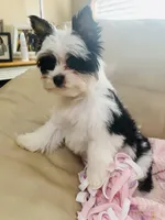 AKC Biewer Terrier, a male Biewer for sale in Fresno, CA – Photo 3 of 8