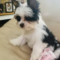 AKC Biewer Terrier, a male Biewer for sale in Fresno, CA – Photo 5 of 8