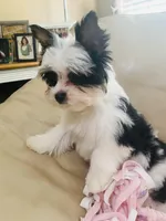 AKC Biewer Terrier, a male Biewer for sale in Fresno, CA – Photo 5 of 8