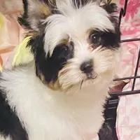 AKC Biewer Terrier, a male Biewer for sale in Fresno, CA – Photo 1 of 8