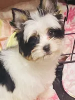 AKC Biewer Terrier, a male Biewer for sale in Fresno, CA – Photo 1 of 8