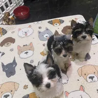 AKC Biewer Terrier, a male Biewer for sale in Fresno, CA – Photo 2 of 8