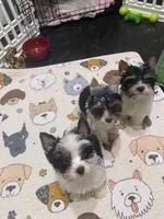 AKC Biewer Terrier, a male Biewer for sale in Fresno, CA – Photo 2 of 8