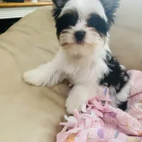 AKC Biewer Terrier, a male Biewer for sale in Fresno, CA – Photo 8 of 8