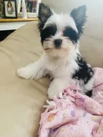 AKC Biewer Terrier, a male Biewer for sale in Fresno, CA – Photo 8 of 8