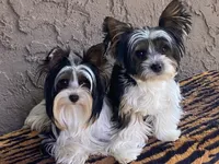 AKC Biewer , a female Biewer for sale in Fresno, CA – 3 of 3