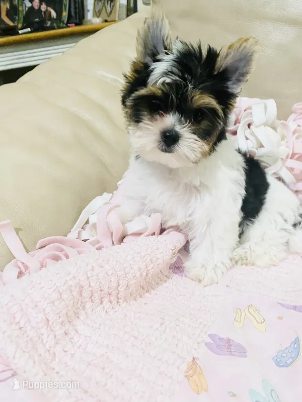 What a great discovery (Female) – Yorkshire Terrier, Biewer puppy for sale in Fresno, CA