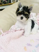 What a great discovery (Female), a female Yorkshire Terrier and Biewer for sale in Fresno, CA – 1 of 10