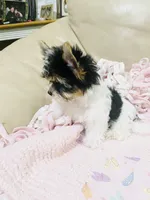 What a great discovery (Female), a female Yorkshire Terrier and Biewer for sale in Fresno, CA – 2 of 10