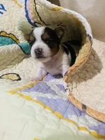  Pink-Biewer/Parti Yorkie Mix, a female Yorkshire Terrier and Biewer for sale in Fresno, CA – 2 of 5