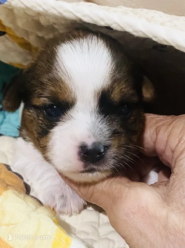  Biewer/Parti Yorkie Mix (Purple) – Yorkshire Terrier, Biewer puppy for sale in Fresno, CA