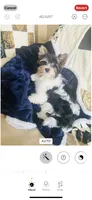 AKC Biewer , a female Biewer for sale in Fresno, CA – 2 of 3