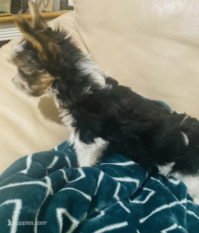 Born w/Cleft Lip... Parti Yorkie/Biewer Mix – Yorkshire Terrier, Biewer puppy for sale in Fresno, CA