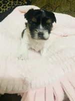 (Pink Collar), a female Yorkshire Terrier and Biewer for sale in Fresno, CA – Photo 6 of 10