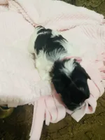 (Pink Collar), a female Yorkshire Terrier and Biewer for sale in Fresno, CA – Photo 4 of 10