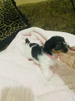 (Pink Collar), a female Yorkshire Terrier and Biewer for sale in Fresno, CA – Photo 7 of 10