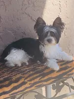 (Pink Collar), a female Yorkshire Terrier and Biewer for sale in Fresno, CA – Photo 5 of 10
