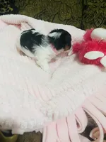 (Pink Collar), a female Yorkshire Terrier and Biewer for sale in Fresno, CA – Photo 8 of 10