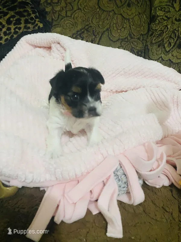 (Pink Collar), a female Yorkshire Terrier and Biewer for sale in Fresno, CA – Photo 1 of 10