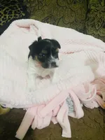 (Pink Collar), a female Yorkshire Terrier and Biewer for sale in Fresno, CA – Photo 1 of 10