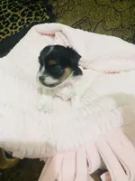 (Pink Collar), a female Yorkshire Terrier and Biewer for sale in Fresno, CA – Photo 10 of 10