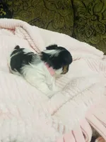 (Pink Collar), a female Yorkshire Terrier and Biewer for sale in Fresno, CA – Photo 2 of 10