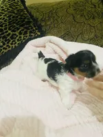 (Pink Collar), a female Yorkshire Terrier and Biewer for sale in Fresno, CA – Photo 9 of 10