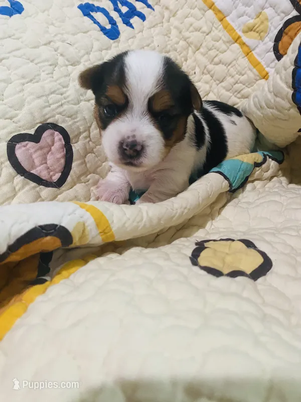  Biewer/Parti Yorkie Mix – Yorkshire Terrier, Biewer puppy for sale in Fresno, CA