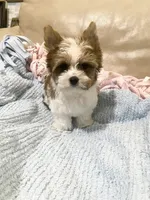 Tan Collar, Brn & White Male Parti Yorkie/Biewer Mix, a male Yorkshire Terrier and Biewer for sale in Fresno, CA – 5 of 9