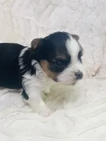 Blue/Gray Collar... Parti Yorkie/Biewer Mix, a male Yorkshire Terrier and Biewer for sale in Fresno, CA – 1 of 3