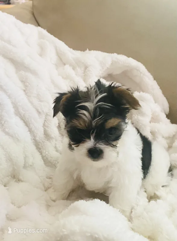 Green Collar Male, Parti Yorkie/Biewer Mix – Yorkshire Terrier, Biewer puppy for sale in Fresno, CA