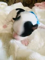 AKC Biewer (Blue Collar), a male Biewer for sale in Fresno, CA – Photo 2 of 5