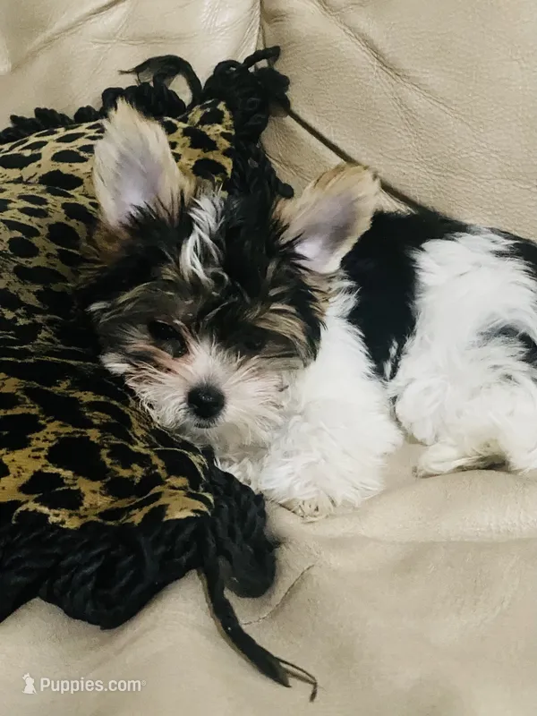 Little Lady – Yorkshire Terrier, Biewer puppy for sale in Fresno, CA