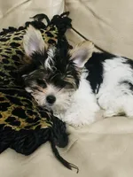 Little Lady, a female Yorkshire Terrier and Biewer for sale in Fresno, CA – 1 of 9