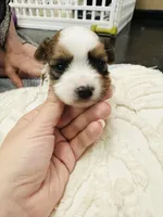 Tan Collar, Brn & White Male Parti Yorkie/Biewer Mix, a male Yorkshire Terrier and Biewer for sale in Fresno, CA – 2 of 3