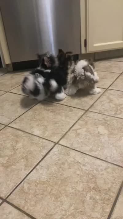 Little Lady, a female Yorkshire Terrier and Biewer for sale in Fresno, CA – 8 of 9
