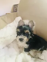 Blue Collar Male/ Parti Yorkie/Biewer Mix, a male Yorkshire Terrier and Biewer for sale in Fresno, CA – 4 of 8